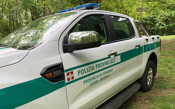 Cervo abbattuto illegalmente, indaga la polizia provinciale