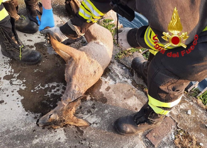 Cucciolo di capriolo salvato dal canale