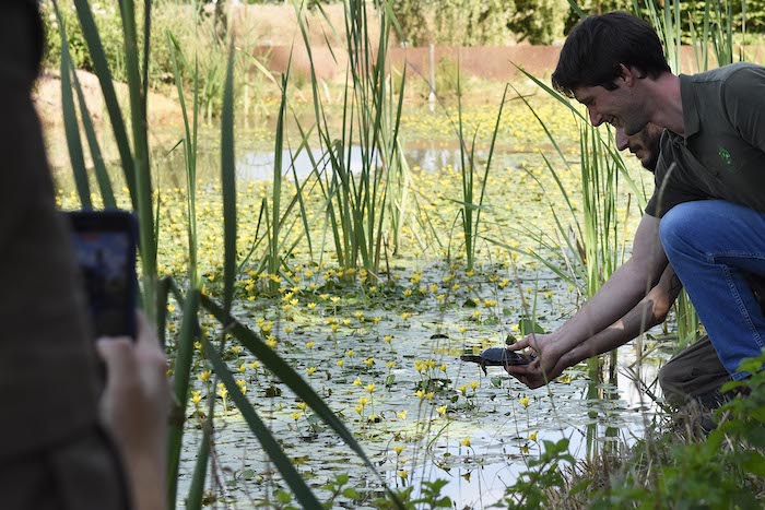 Tornate nel loro ambiente 13 testuggini curate nel centro di Villa Pallavicino - Foto