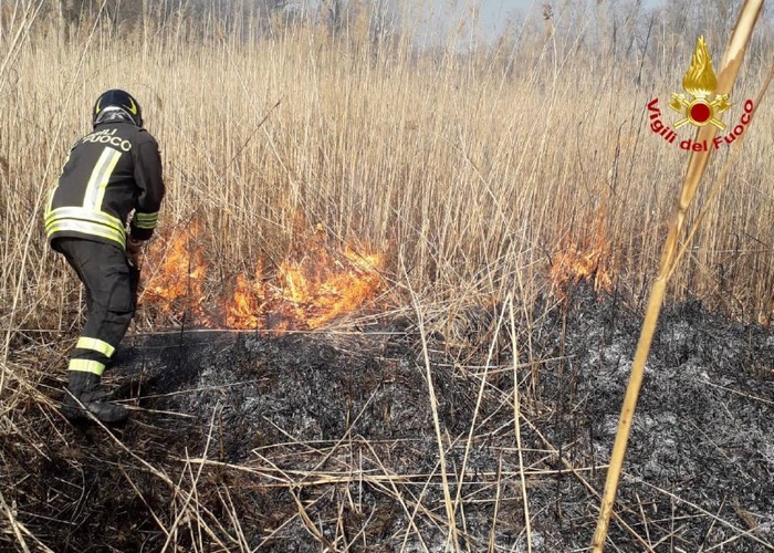 I vigli del fuoco spengono il rogo del canneto e salvano un cucciolo di cinghiale