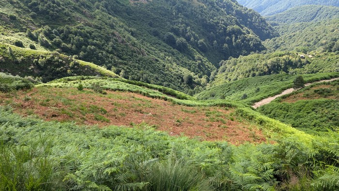 In Val Grande si estirpa la felce: tornano i pascoli