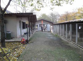 canileverbania