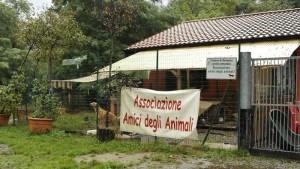 canile verbania