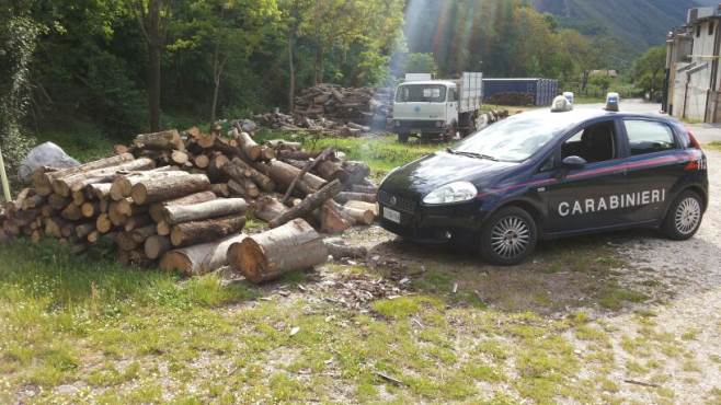 Ladri di legname rubano 7 quintali dal bosco