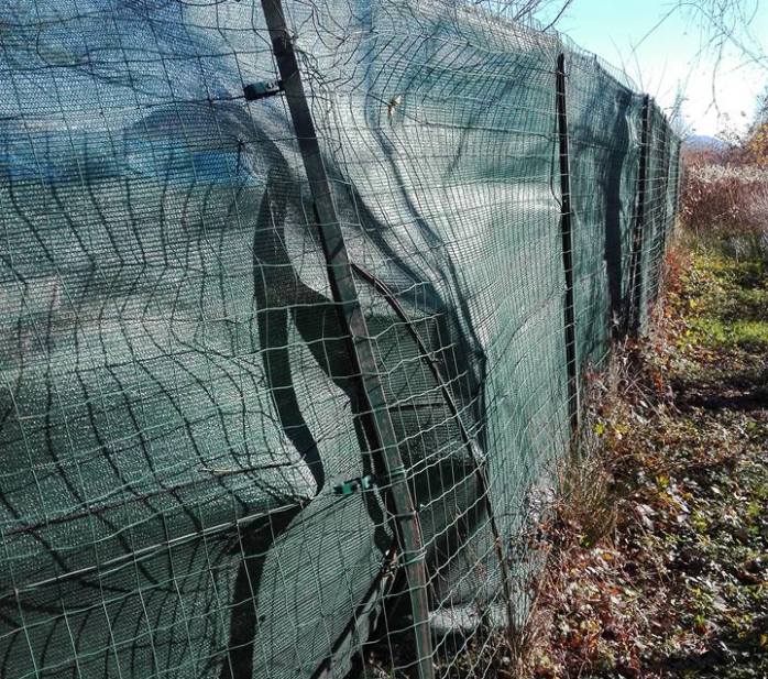 Danneggiata la recinzione del “Rifugio del cane” di Fondotoce