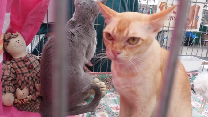 Al palasport sfilano i serpenti e i "Gatti più belli del mondo"