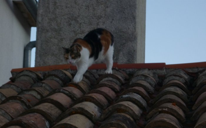 Salva il gatto sul tetto e cade dalla scala, grave 74enne