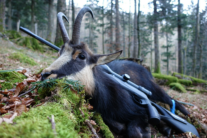 Cacciatore ricorre fino in Cassazione per riavere il camoscio abbattuto ma perde