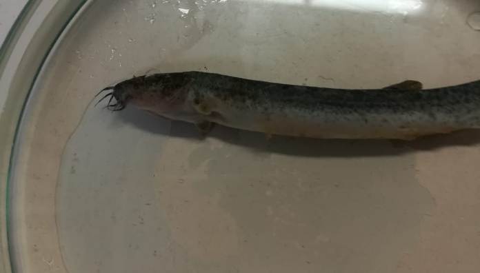 Getta nel lago una specie di pesce “esotico”, cinese multato