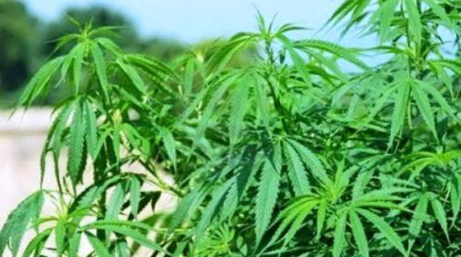 Marijuana coltivata nel bosco e in casa, fratelli a processo