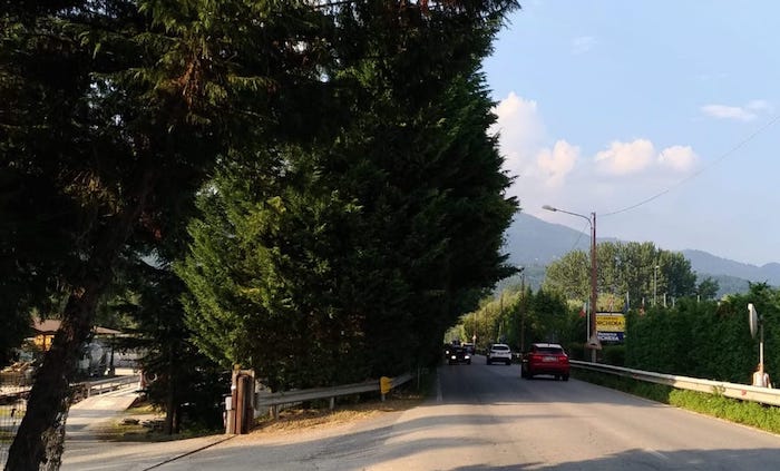 Alberi invadono la provinciale per Feriolo, cercansi volontari per la potatura - Foto 