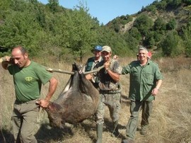 caccia cinghiale