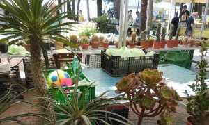 66582183 960083820989645 4156326279966097408 n