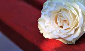 Panchina rossa violenza donne