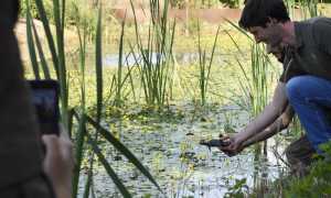 Terre Borromeo Parco Pallavicino Testuggini Emys liberazione DSC3015