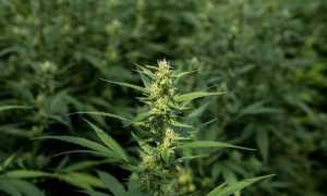 Una piantagione di canapa a basso tenore di THC