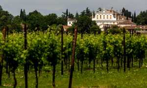 Vendrame Vigna e Cantina