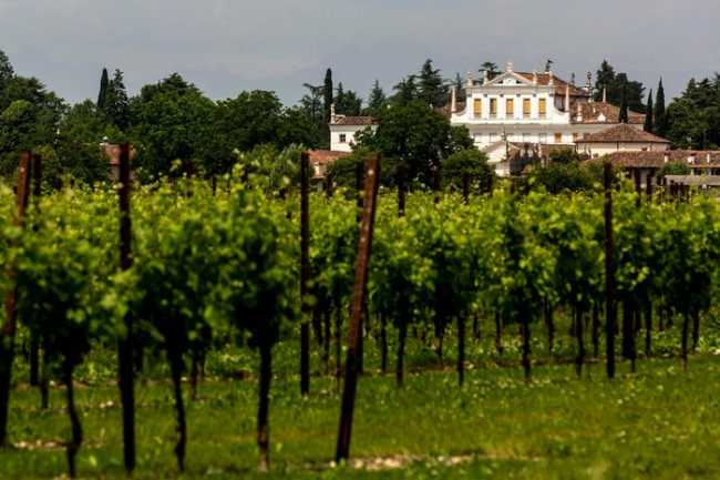 Vendrame Vigna e Cantina