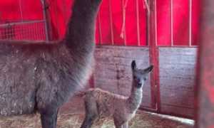 animali circo vienna