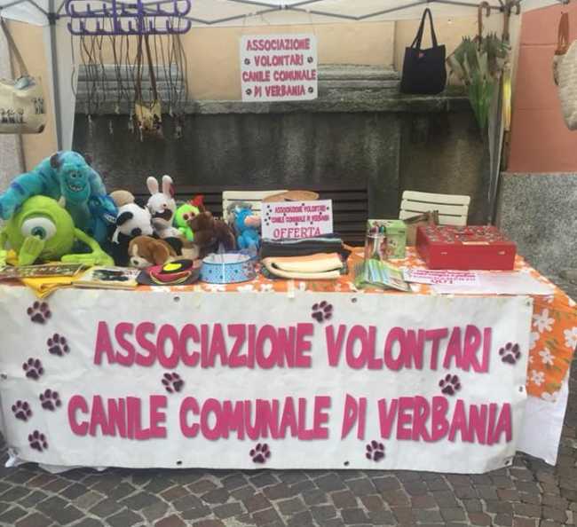 ass v canile