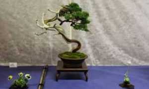 bonsai baveno