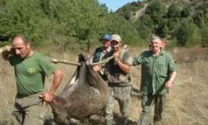 caccia cinghiale
