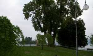 canforo pallanza garibaldi