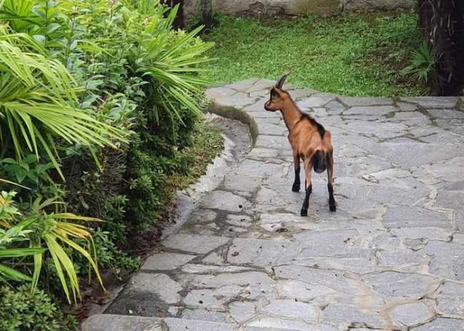 capra stresa