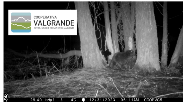 castoro fondotoce00000