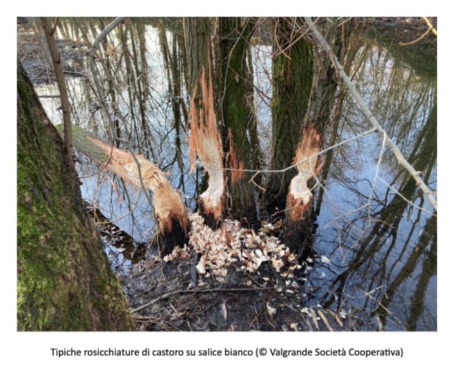 castoro fondotoce00001