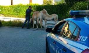 cavalli polizia trobaso