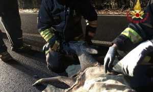 cerbiatto investito 1