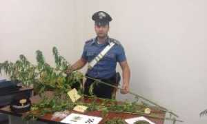 droga stresa piante cc