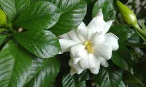 gardenia