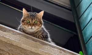gatto bal