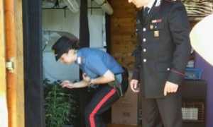 marijuana bracchio cc