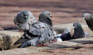 pigeons 3268990 640