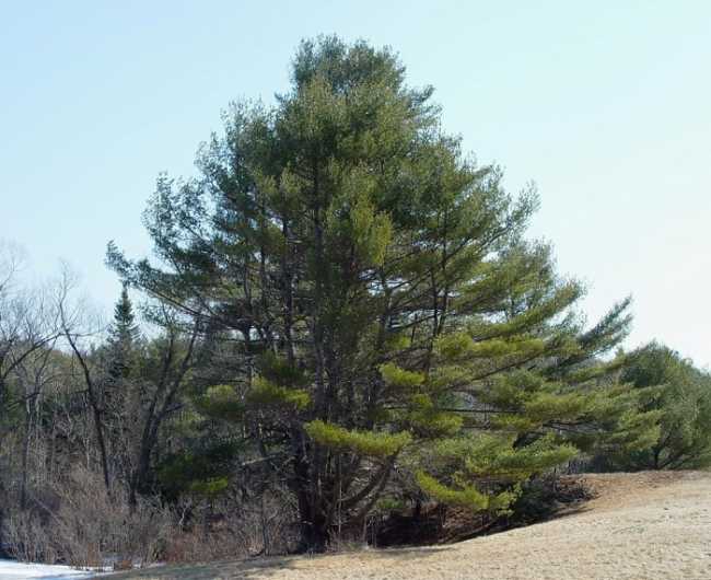 pinus