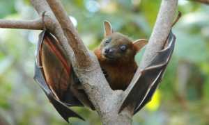 pipistrelli