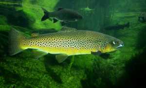 salmo trutta