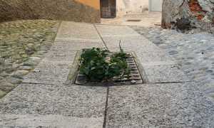 sassello