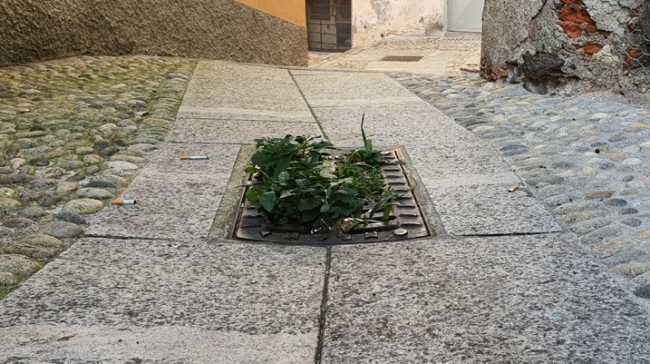 sassello