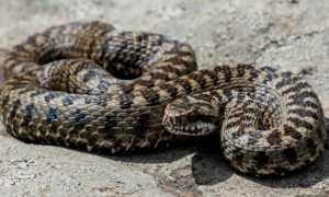 vipera