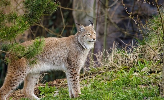 lince