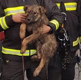 intragna cane 4