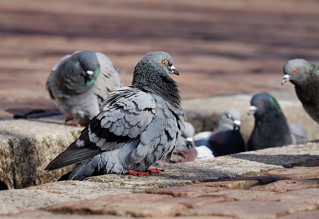 pigeons 3268990 640