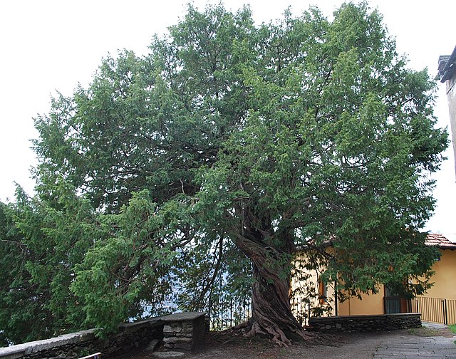 Tasso Albero monumentale di Cavandone Ph. Civvì