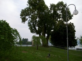 canforo pallanza garibaldi