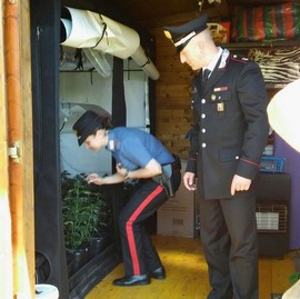 marijuana bracchio cc