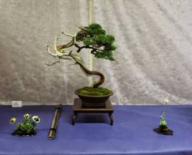 bonsai baveno